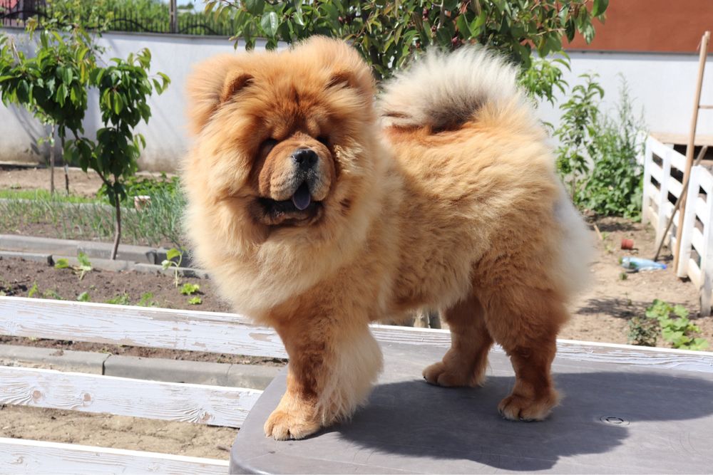 Chow chow cu ( pedigree poze reale )