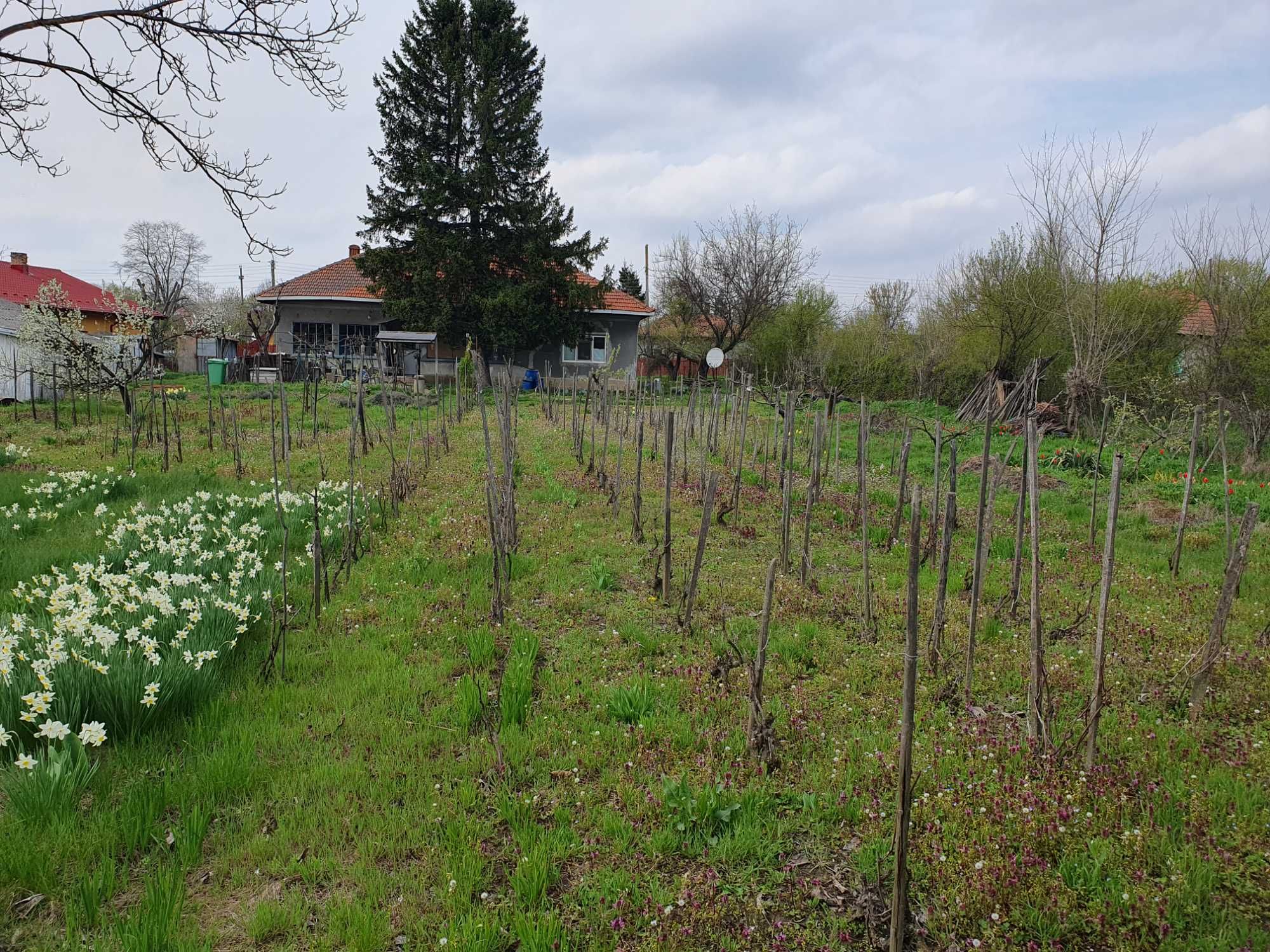 Casa si teren 2000 mp in Budesti, Calarasi