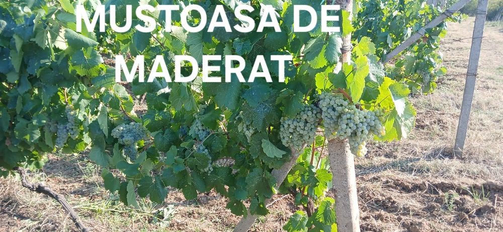 Struguri de vin sau tuica
