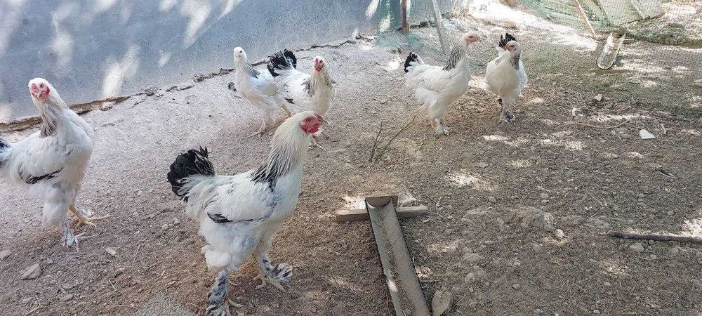 Брама светлая 4 товуқ 1 хўроз 1 ёш