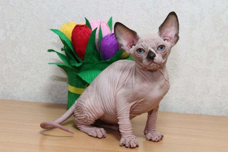 Сфинксы. Котята.