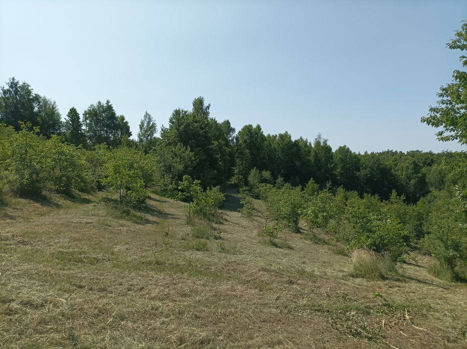 Vând 7500 mp teren in Șinteu
