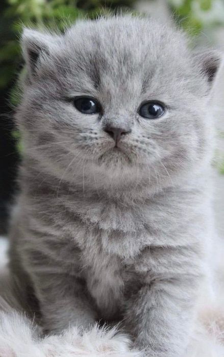 Продаются котята!