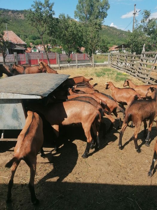 Disponibil (de vanzare) 10 femele nascute in 2025.01-02.