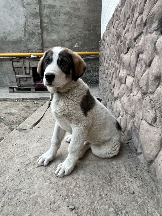 Среднеазиатская овчарка - Алабай Продается Срочно