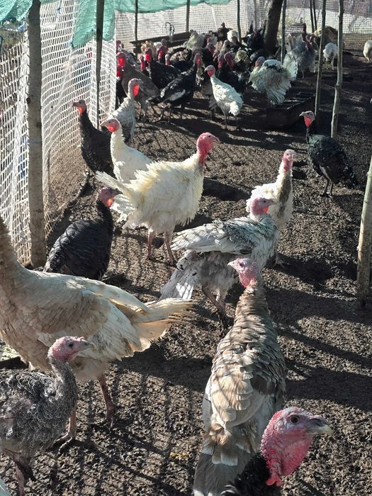 Curcani, curci de mai multe soiuri.