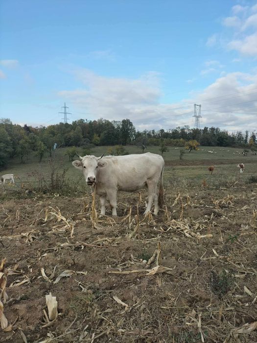 Vaci tineret pentru vanzare