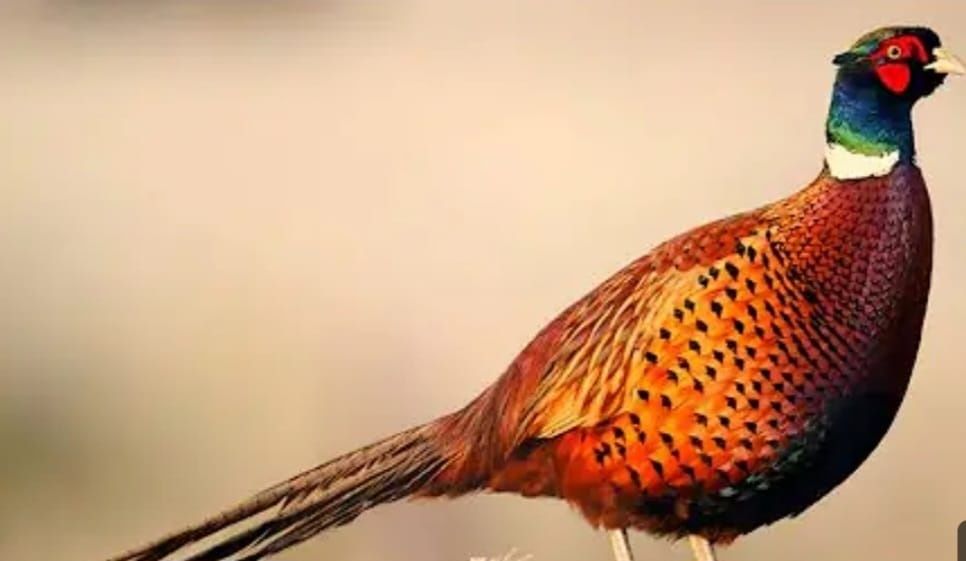 Продам месячных фазанов