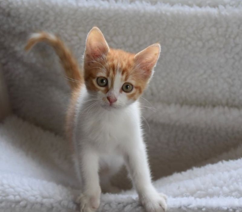 Только в добрые руки!