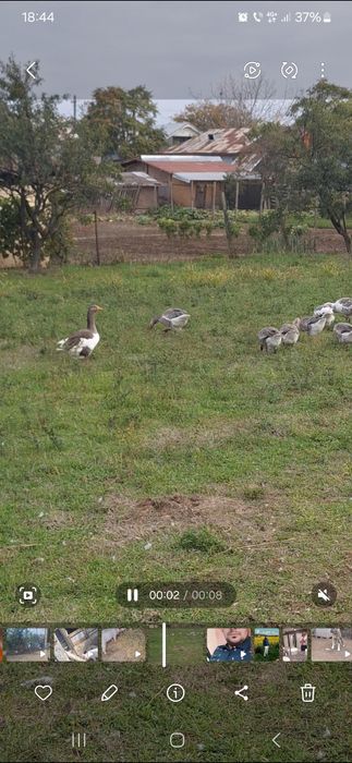 De vânzare gâscani Românești