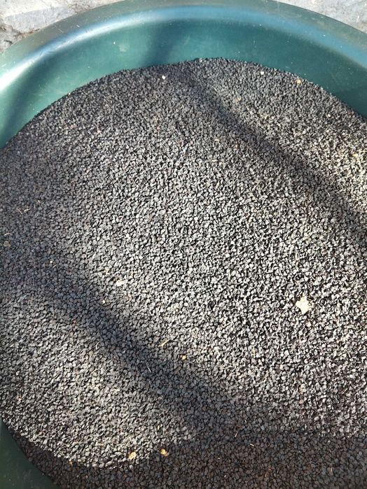 Vând sămânță ceapă rosie