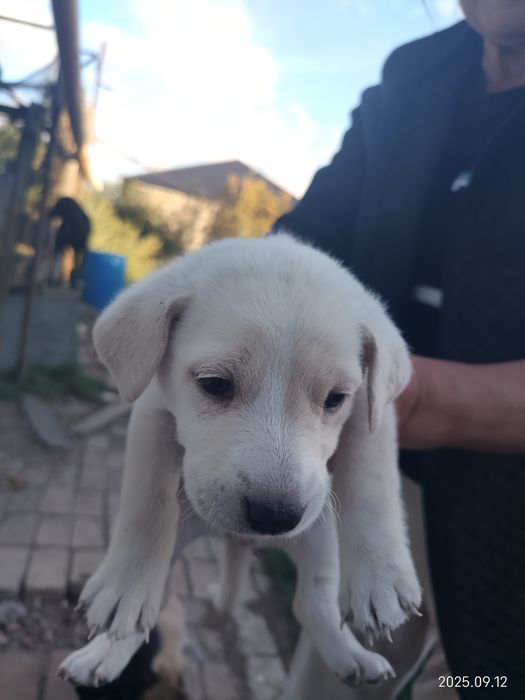 Отдам в добрые руки щенят