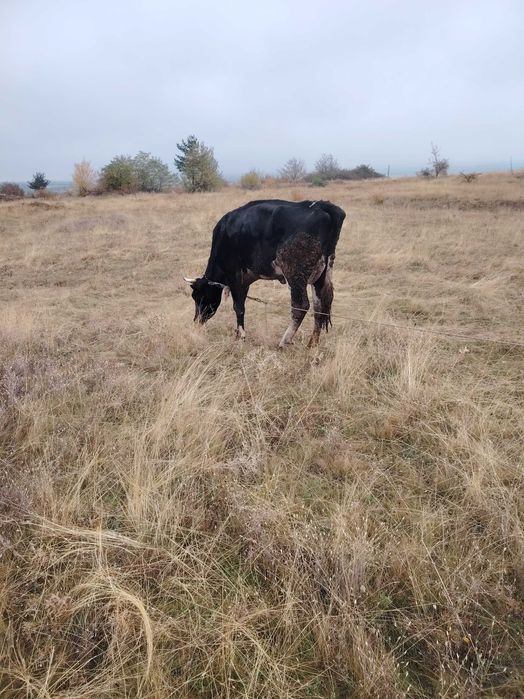 Продавам две крави