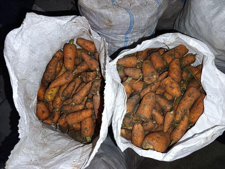 Морковь кормовая в мешках