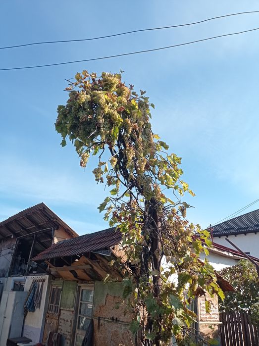 Struguri de masă albi cu bob mare