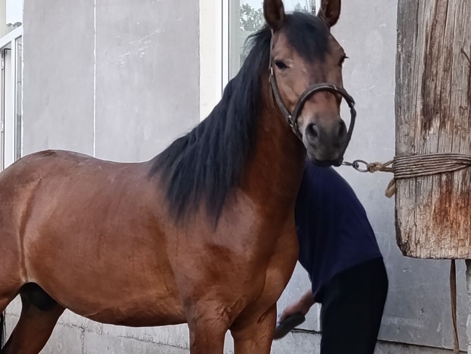 Сотамаааааааан тозззаааа корабайр зотдан