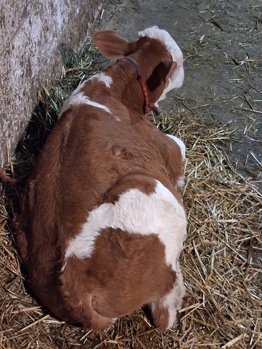 Vitel baltata românească