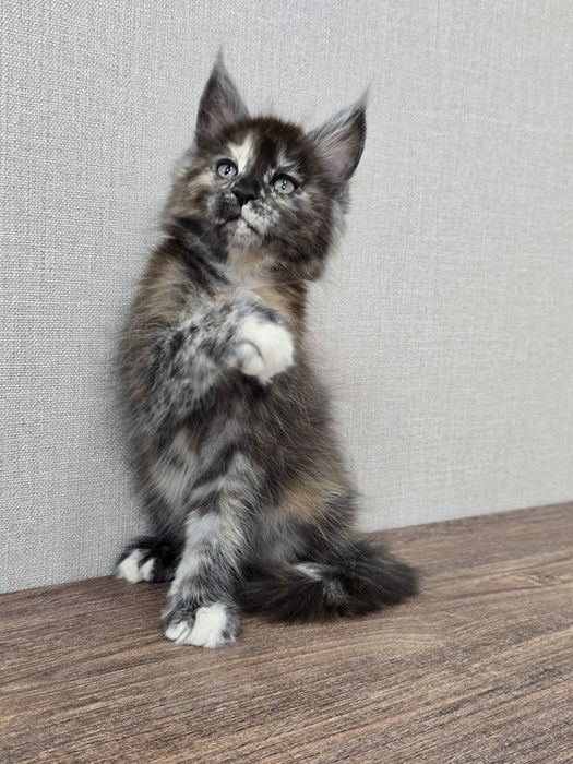 Мейн-кун девочка