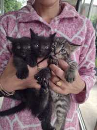 Donez 3 pui de pisica in vârstă de 6 săptămâni