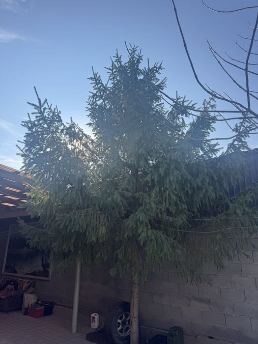 Молодая ель высокая