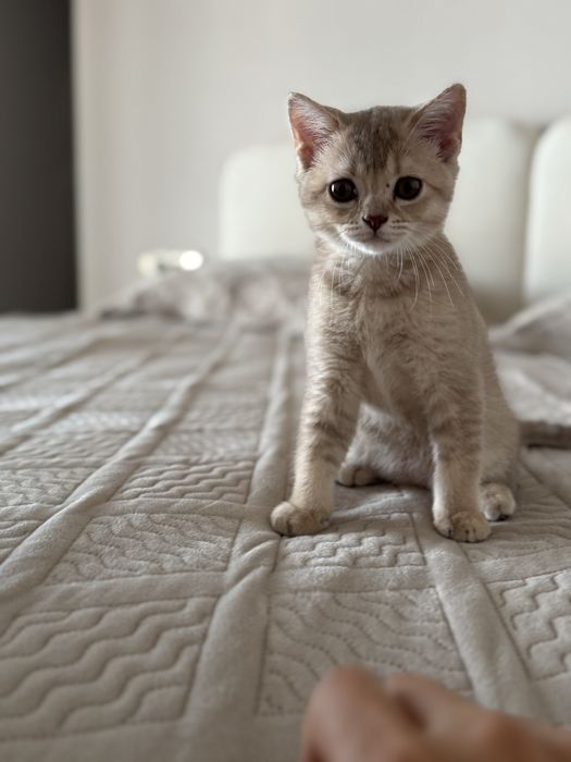 Британский котенок