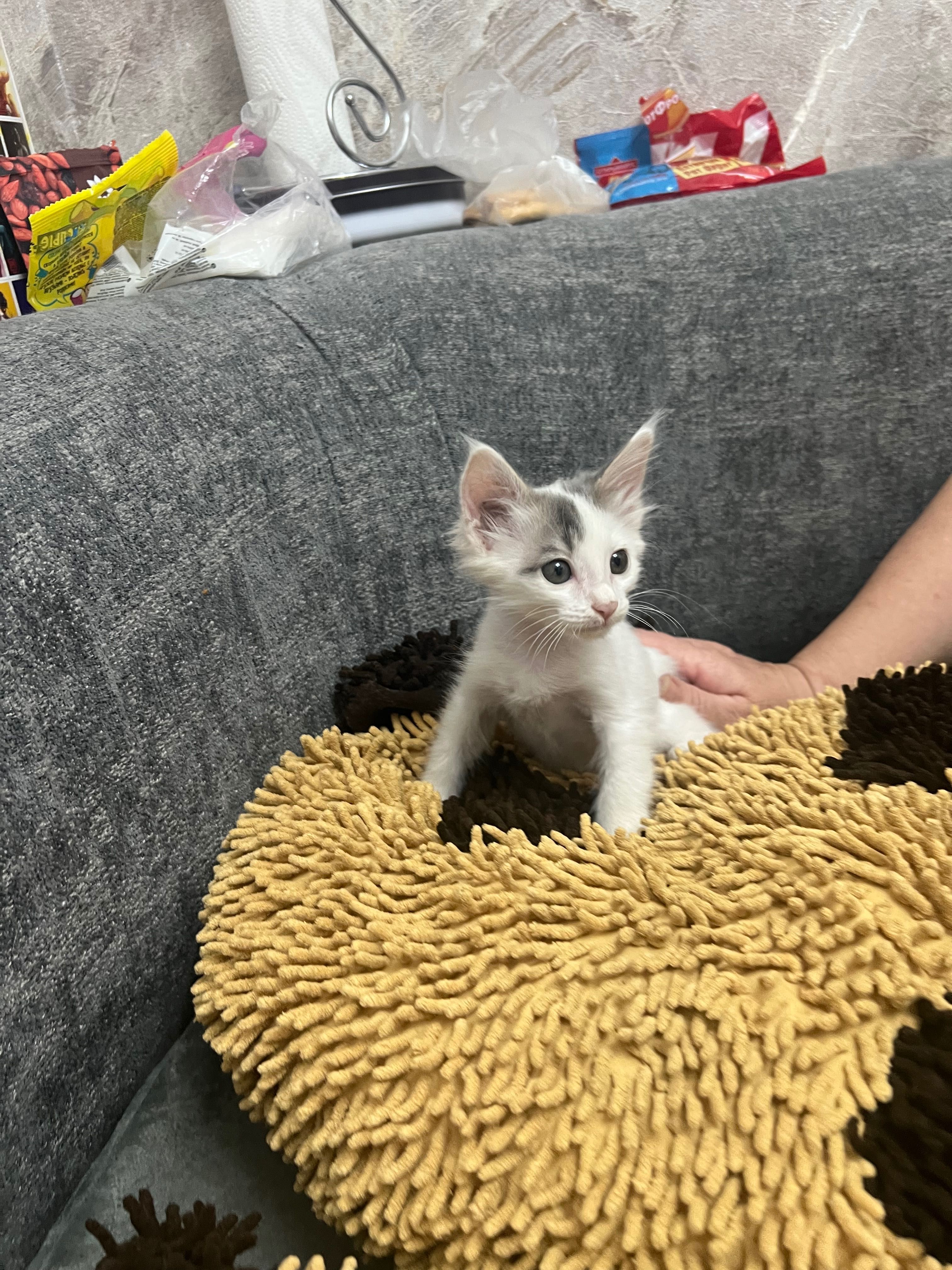 Котята домашние маленькие
