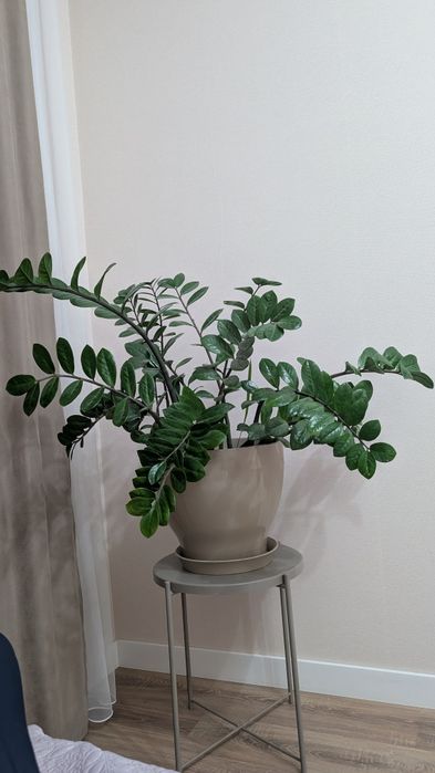 Продам долларовое дерево (Замиокулькас)