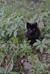 Adopție motan negru