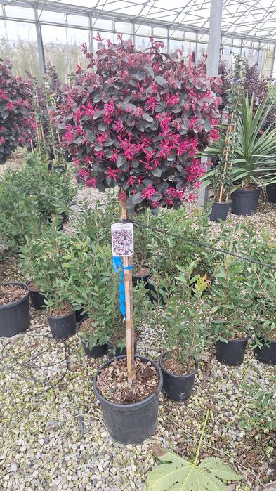 Plante ornamentale pentru gradina magnolia
