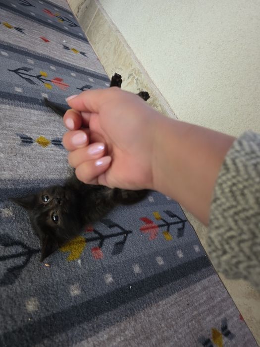 Motănel jucăuș pentru adoptie