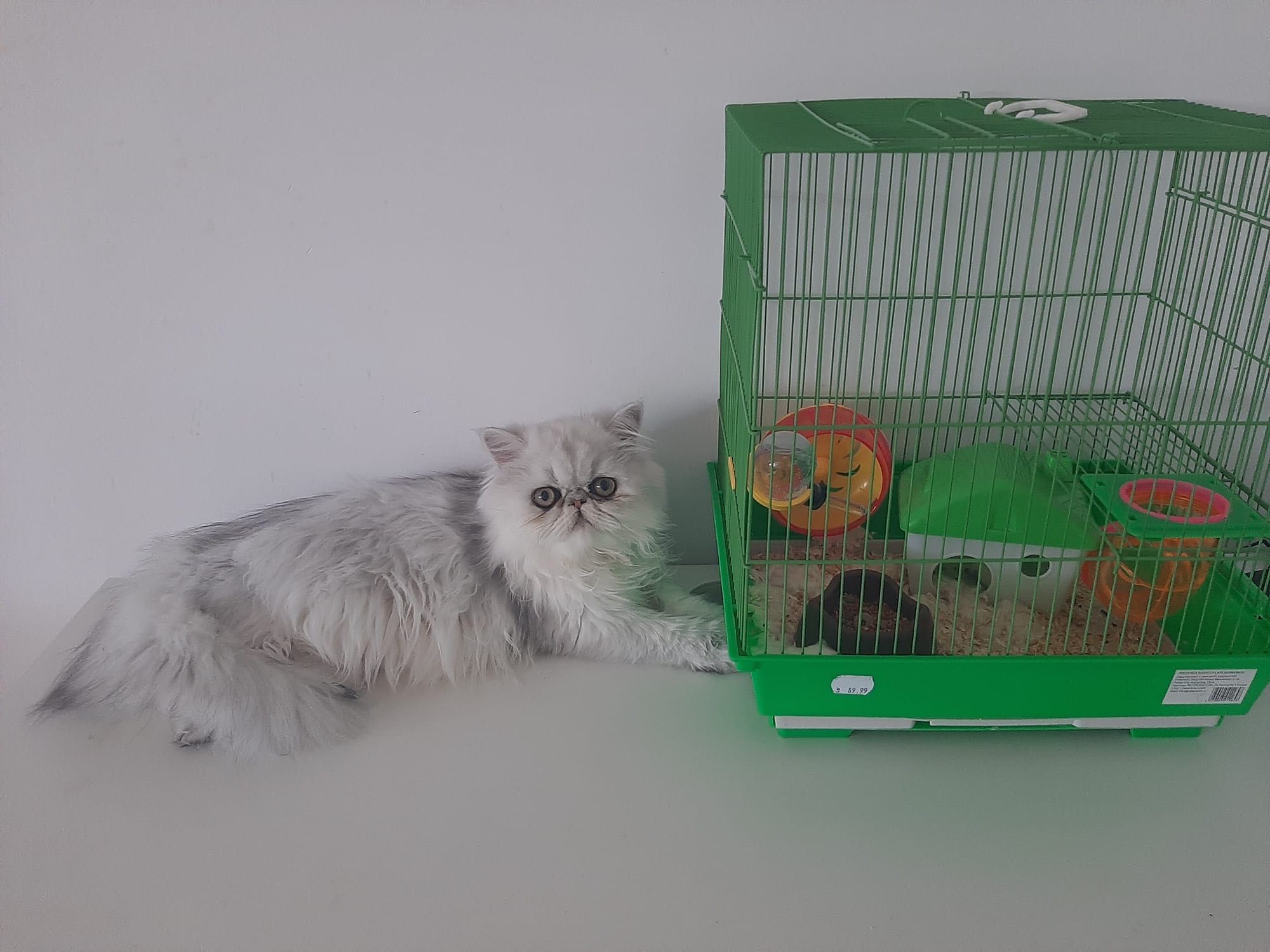 Pisică persană chinchilla cu pedigree