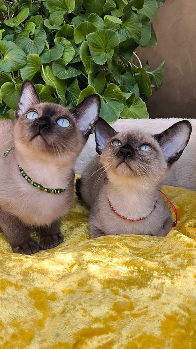 Котята БУРМАНСКИЕ- под бронь