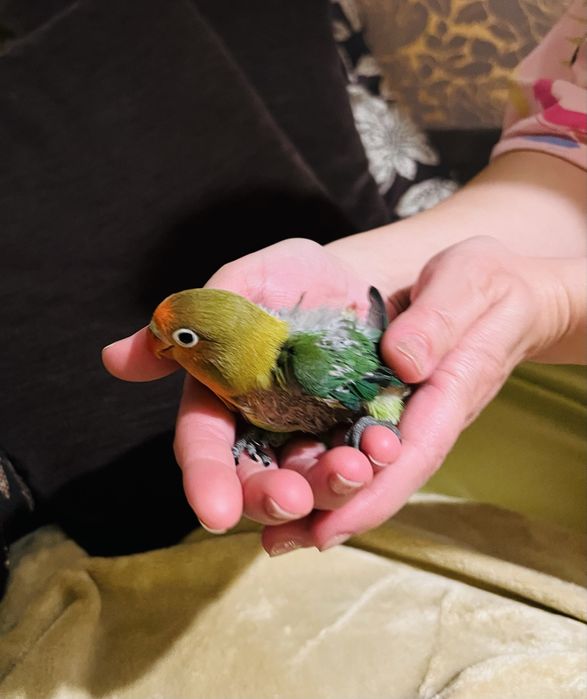 Agapornis fisher pui