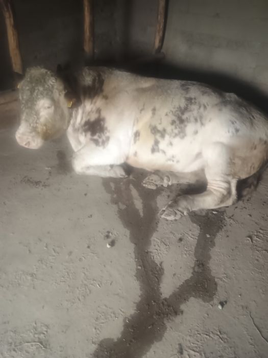 Taur belgian pe roșu