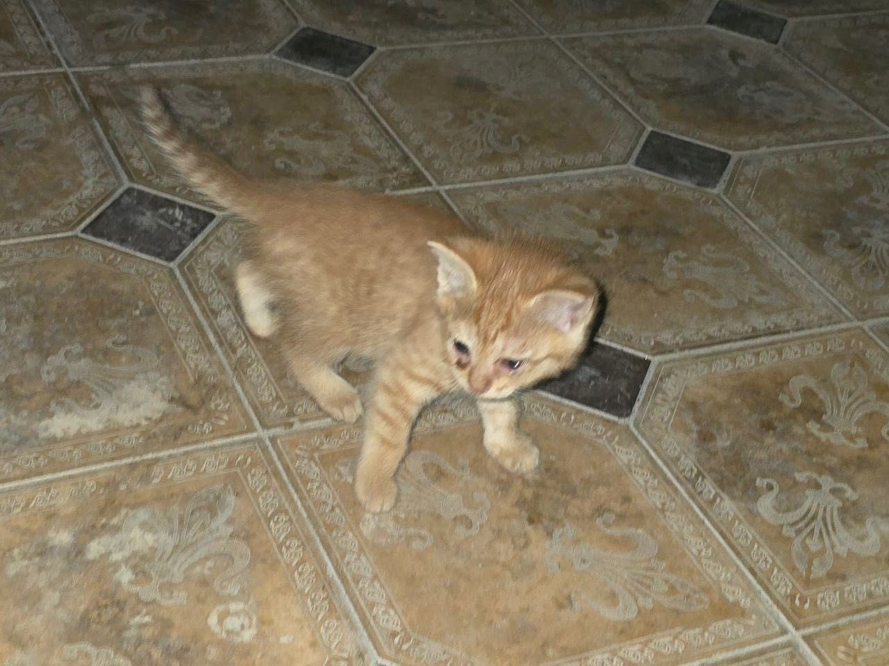 Кошки котята маленькие