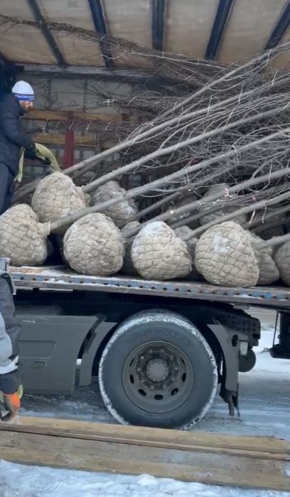 Липа саженцы деревьев