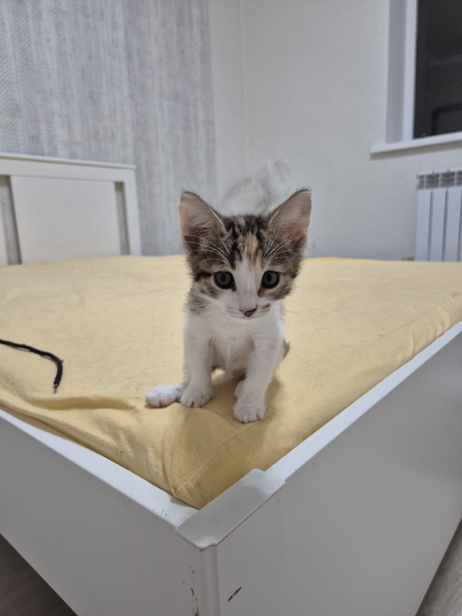 Котята девочки в добрые руки
