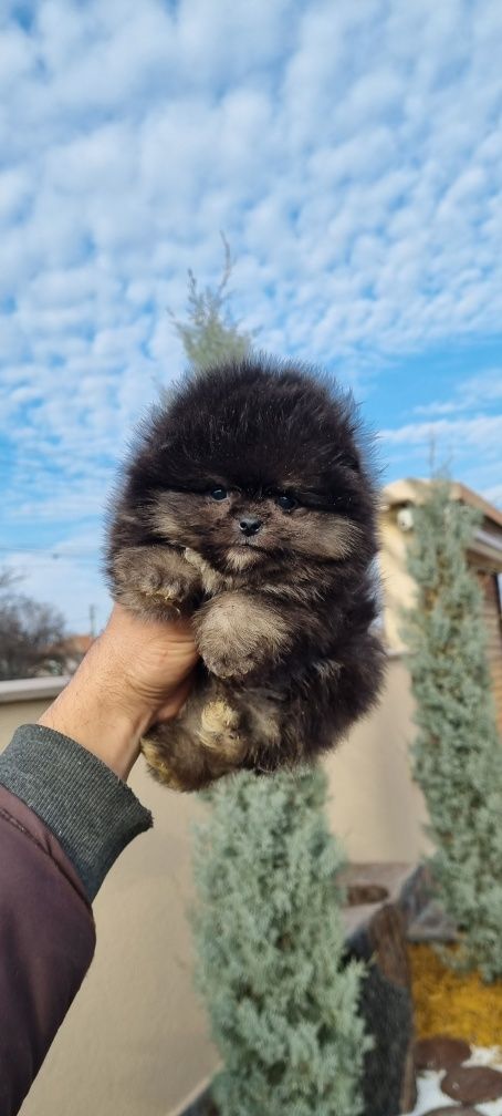 Померан мини померанче