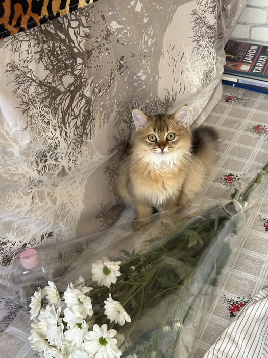 mushuk sotiladi shinshilla 850 ming