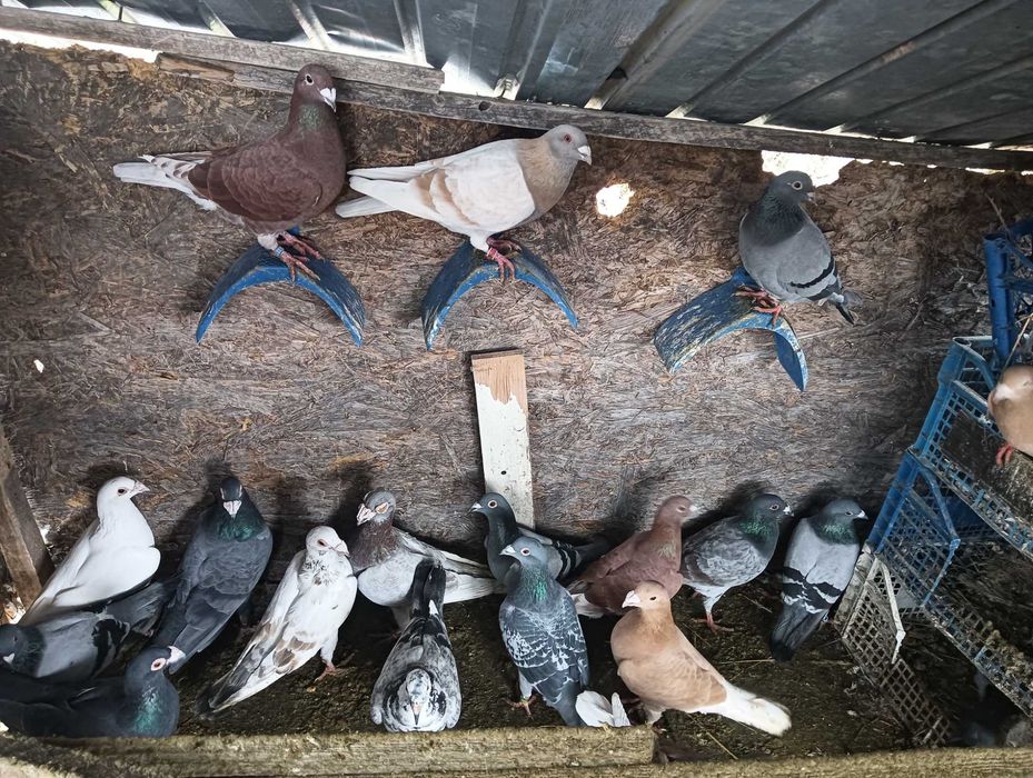 Vînd porumbei voiajori