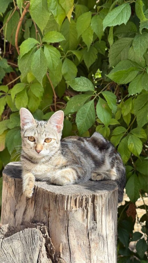 Кошечка(полубенгал)