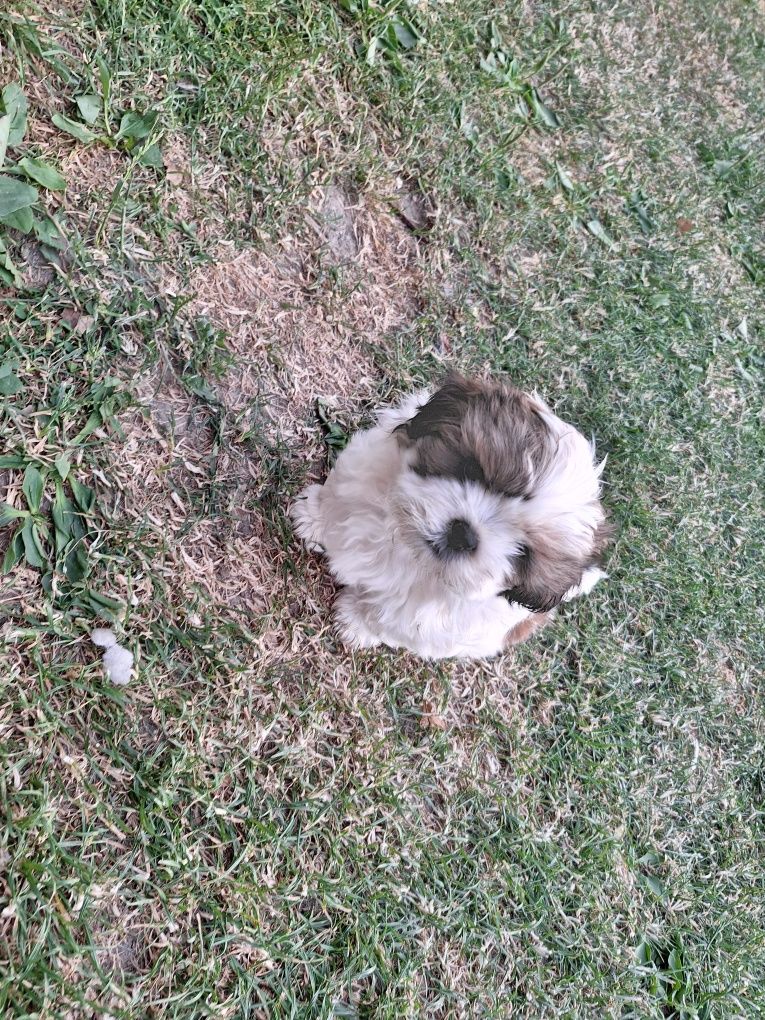 Mascul rasa shih tzu