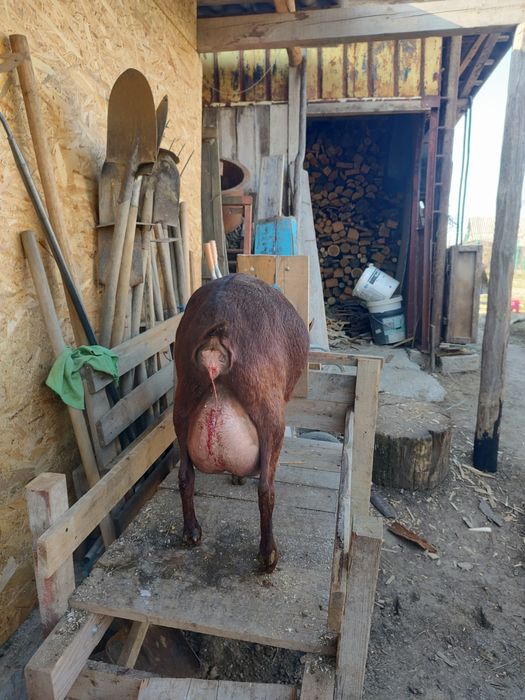 Vând țap și pereche capre murciana originale