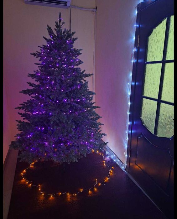 Ёлка люкс. Голубая ель.  Импорт для Европы.  Бесплатная доставка.