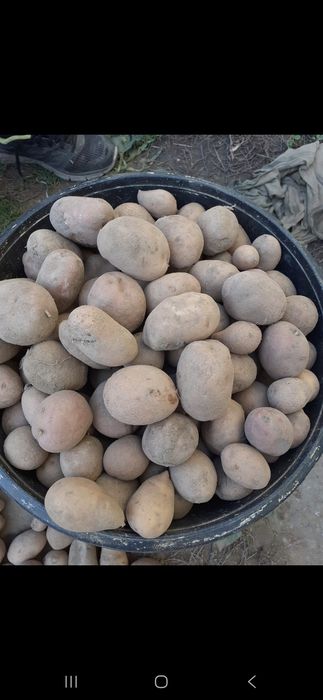 Vând cartof pentru animale