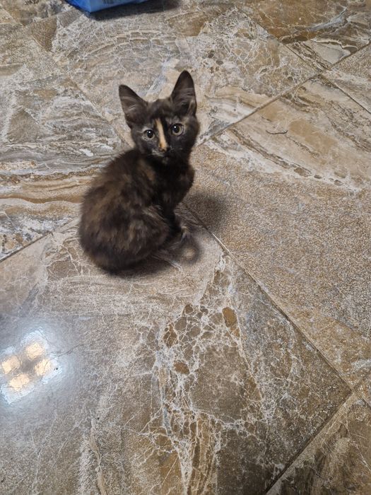 Donez o pisicuta. Are in jur de 4 luni