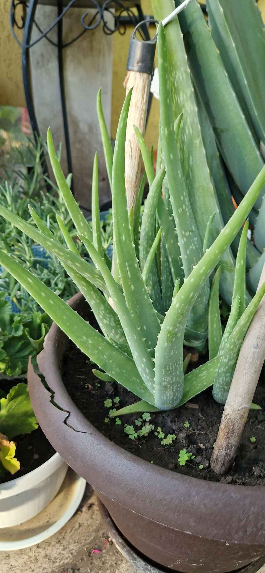 Vand pui Aloe Vera