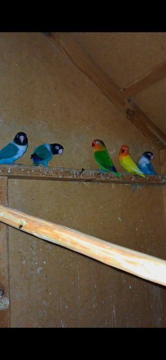 Maskalar tayyor bitta prastoyam bor