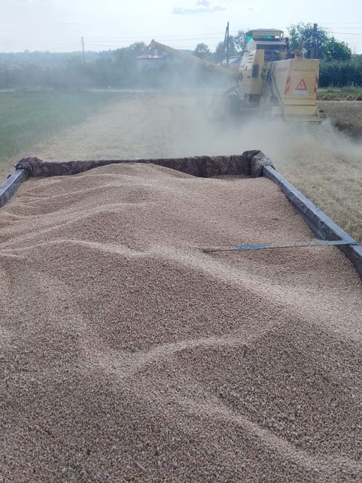 De vanzare grau recolta 2025