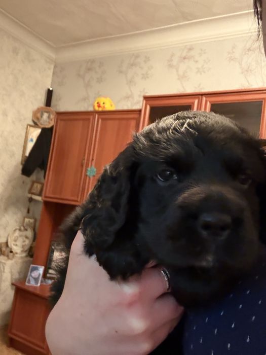 Продам щенка мальчика Спаниель